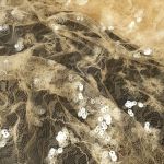 Сітка "Laria" з паєтками 29007_04 Крем