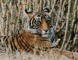 Готуємось до нового року