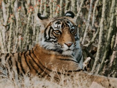 Готуємось до нового року Готуємось до нового року